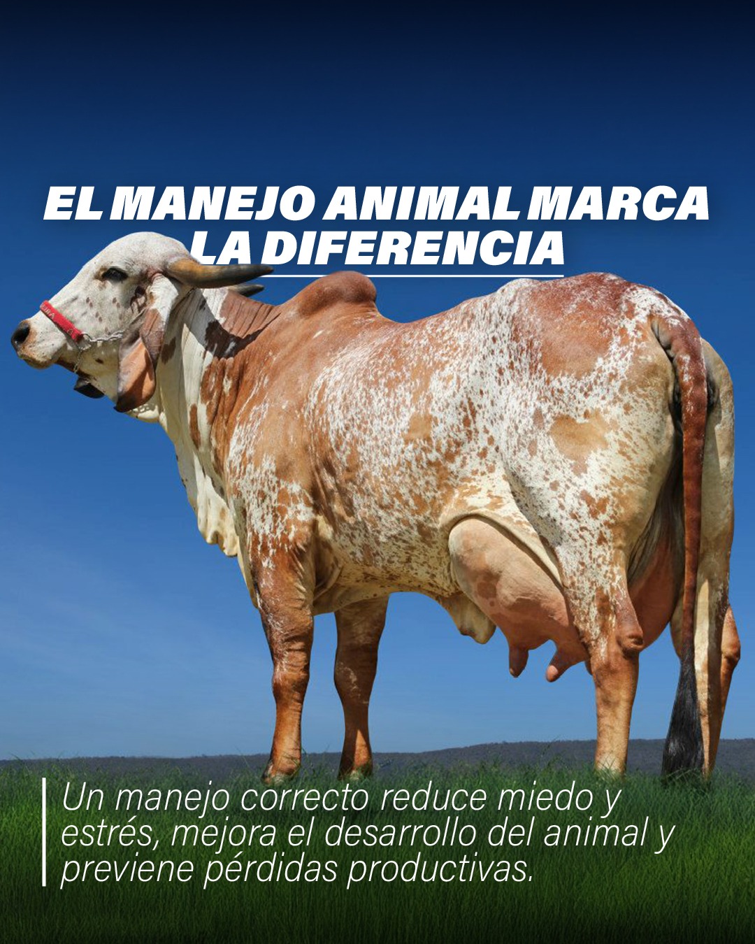 Manejo Animal en Ganadería