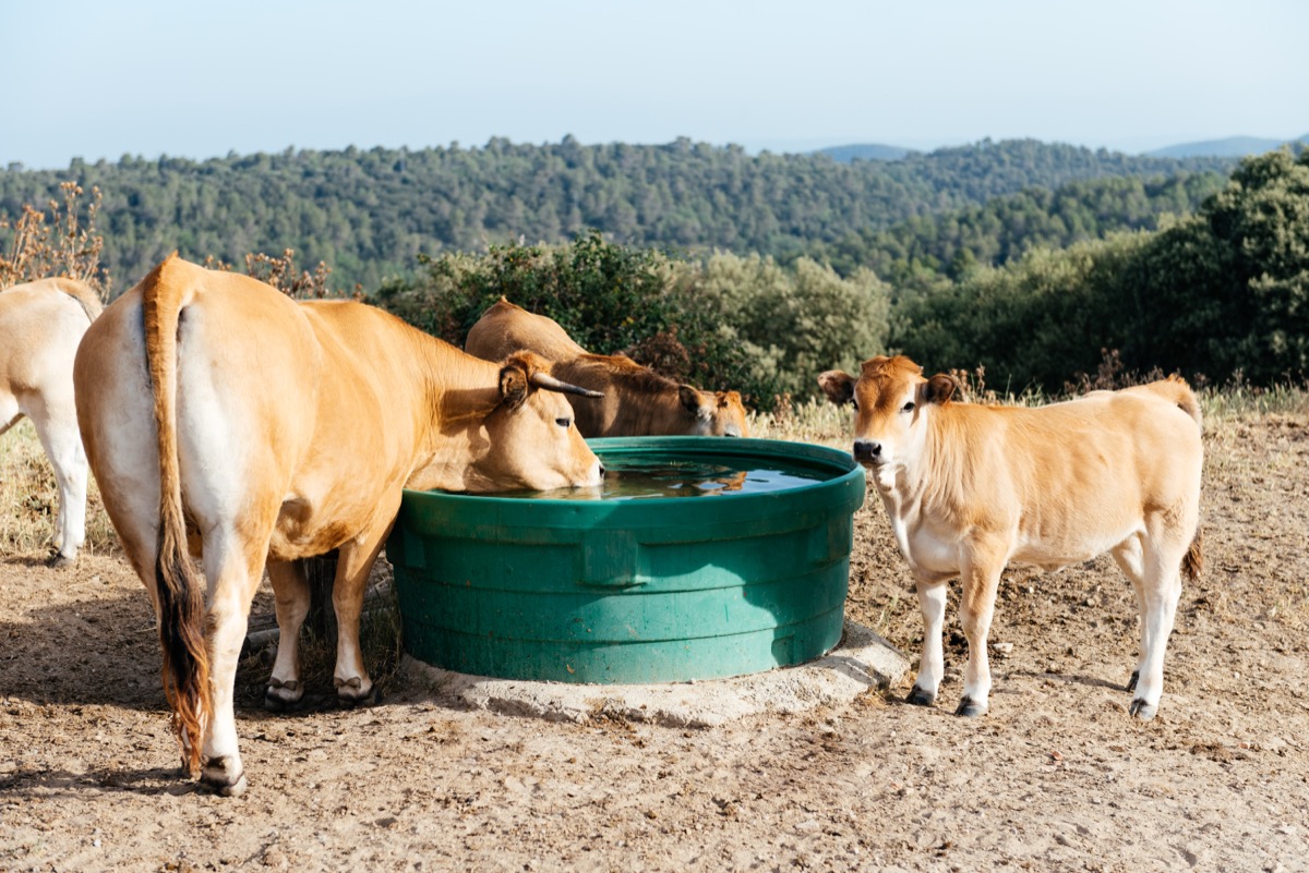 Vacas bebiendo agua limpia y fresca de bebedero en buen estado
