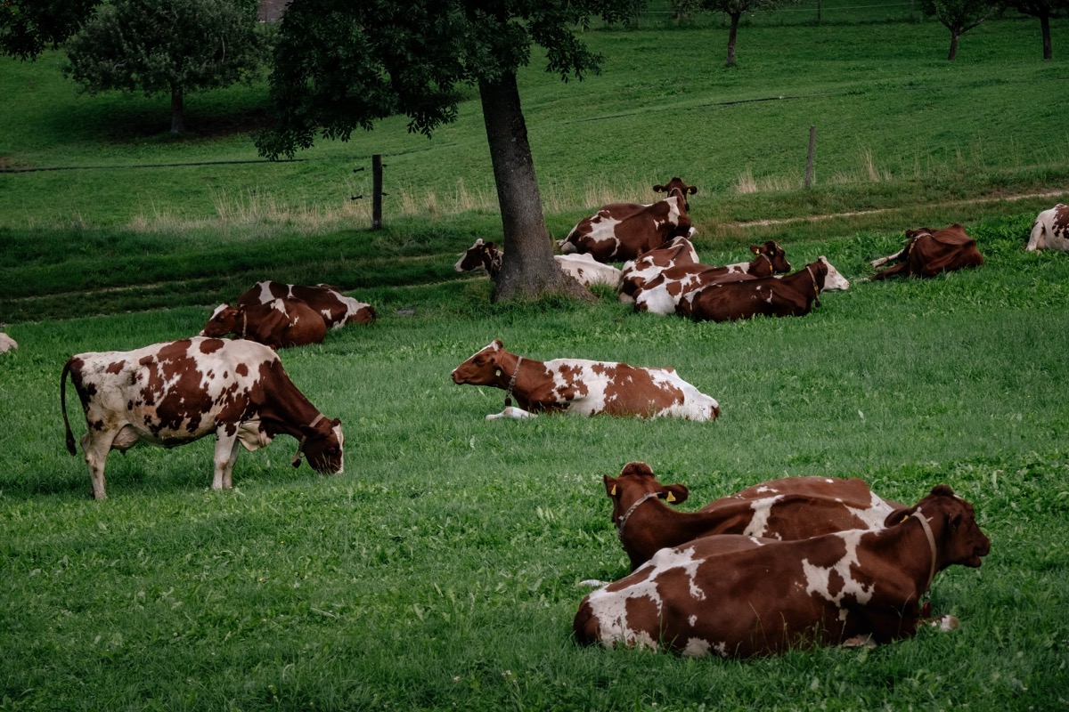 Vacas descansando tranquilas sin estrés en ambiente de bienestar animal