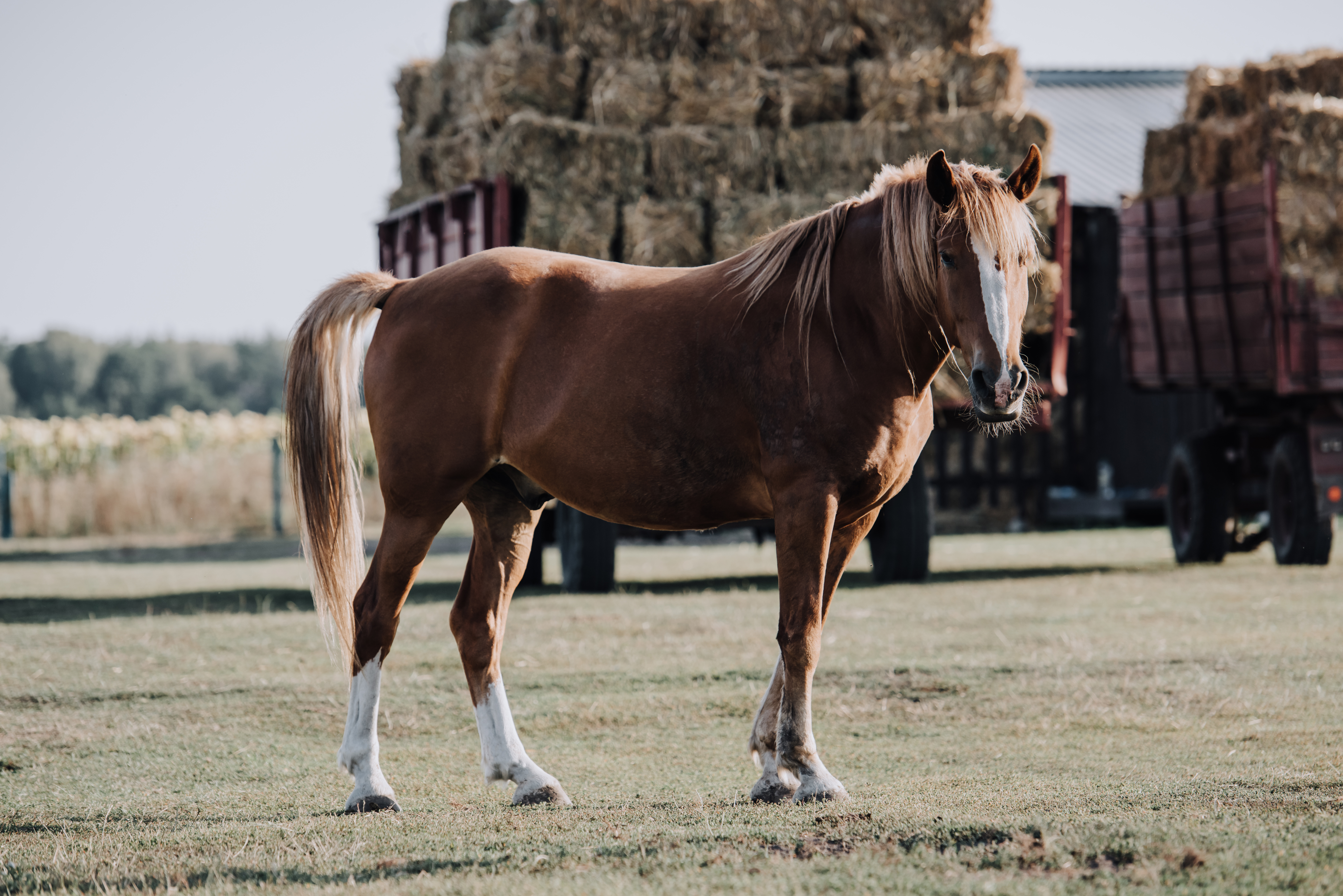 Caballo saludable